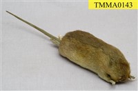 藏品(溝鼠)的圖片